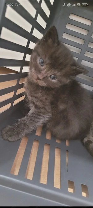 Babykatze such neuen kuschelpatner