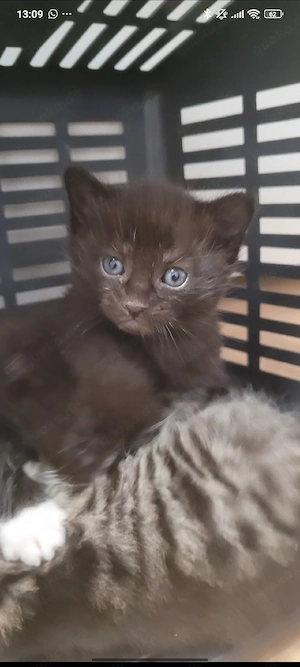 kitten suchen ein liebevolles Zuhause