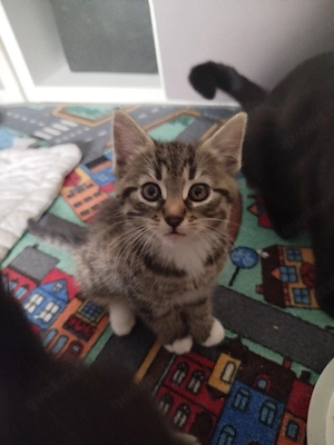 babykatze sucht neues Zuhause