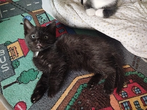 Babykatze 