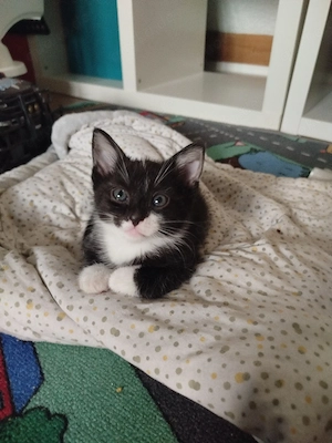 katzen suchen DICH