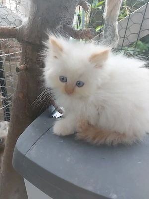 Neva Masquarade Kitten