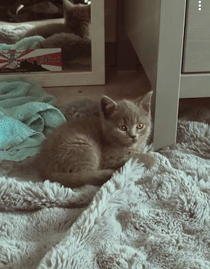 Bkh Blue Smoke Kitten Blue Kitten 