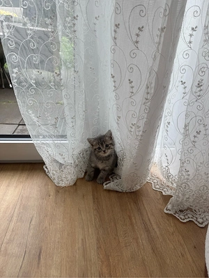 kater 8 wochen alt