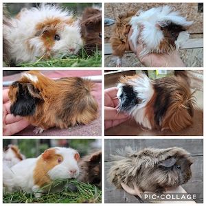 Meerschweinchen Mädels zur Abgabe