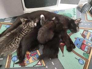 Katzen in gute Hände abzugeben 