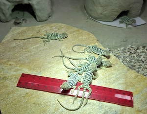 Nachzuchten von Halsbandleguan (Crotaphytus collaris collaris) abzugeben
