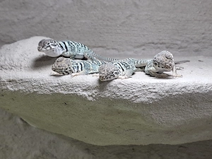 Nachzuchten von Halsbandleguan (Crotaphytus collaris collaris) abzugeben