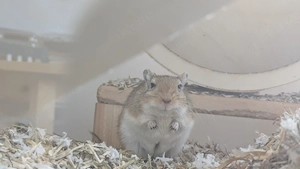 Mongolische Rennmaus männlich, 2 Jahre alt