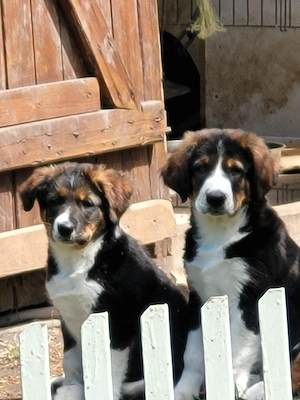 Bernersennen x Border Collie Welpen 