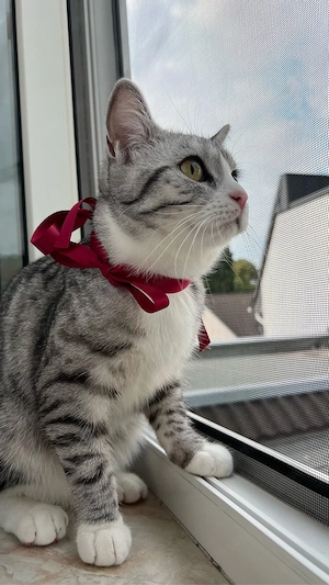 EKH Katze 