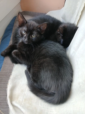Katzen baby