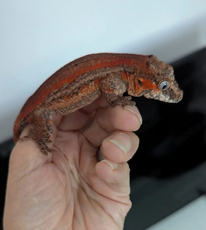 Rhacodactylus auriculatus 1.0, Höckerkopfgecko