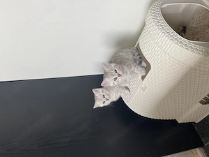 NUR NOCH 2!: Reinrassige BKH Kitten Babykatzen (Black Golden Tabby Ticked selten und Silver Shaded!)