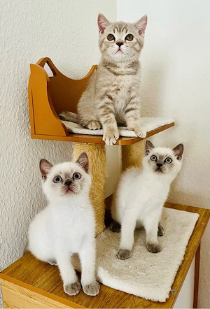 3 zuckersüße BKH Kitten abgabebereit 