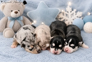 Typvolle Pomskywelpen suchen ihr Traumzuhause