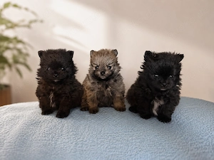Pomeranian Boo