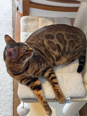Bengal-Katzen