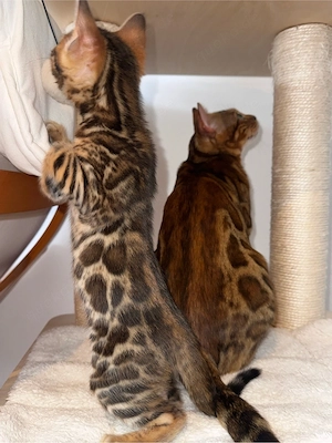 Bengal-Katzen