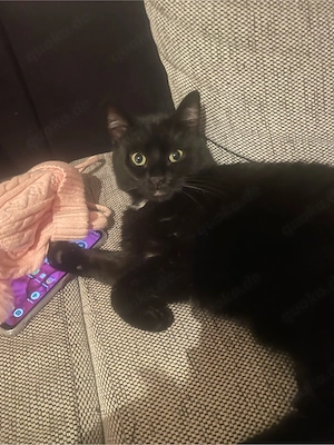 weibchen amy 