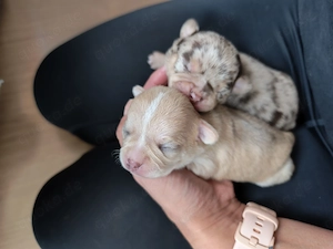 Wunderschöne Chihuahua Welpen in KH und LH