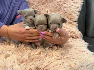 Chihuahua Welpen in der seltenen Farbe Lilac