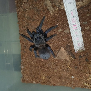 0.1 Lasiocyano sazimai 