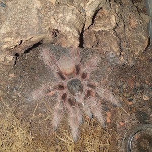 0.0.1 Nhandu tripepii 5,5cm Önz