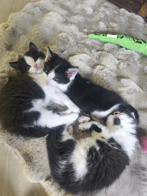 Main Coon   BKH Mix Kitten Langhaar 250  Kurzhaar 200  Pocking  