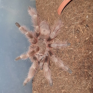 0.1 Nhandu tripepii 