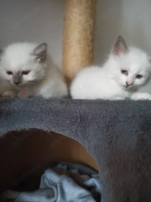 Ragdoll Kitten 
