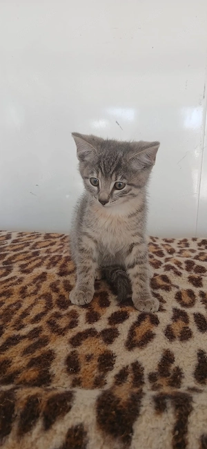 Babykatze, Katze, Katzenbaby