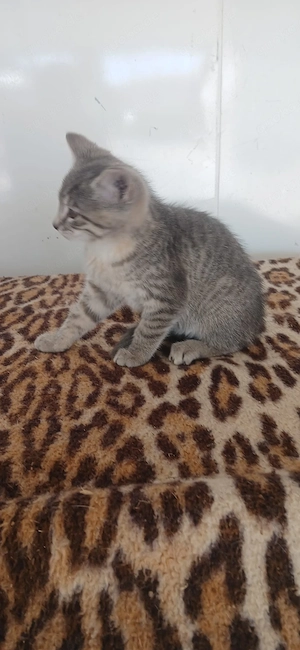 Katze, Katzenbaby, Babykatze