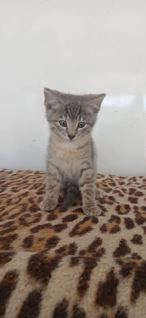 Katze, Katzenbaby, Babykatze