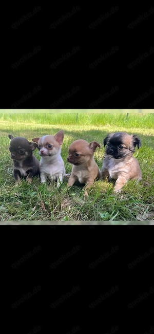 Chihuahua Welpen 