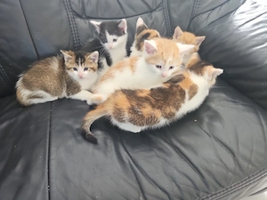 Süße Katzenbabys suchen ein liebevolles Zuhause