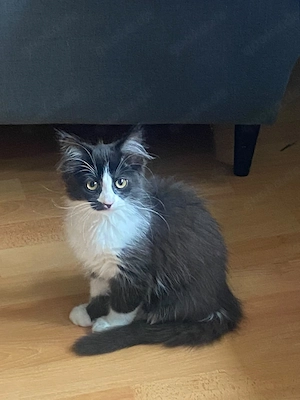 Süße Katze abzugeben 