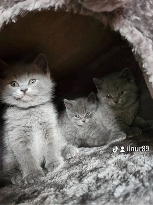 BKH Kitten 