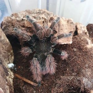 0.1.1 Pamphobeteus sp. 