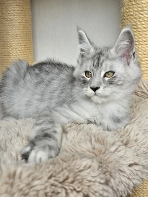 Hellsilber, Shaded Linien, Maine Coon Kitten mi FIFe Stammbaum 