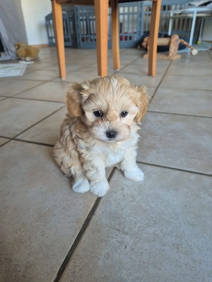 Maltipoo Welpen 