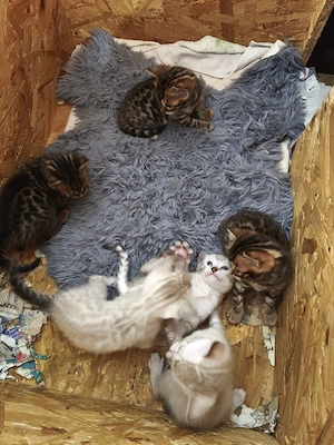 Bildhübsche, junge, reinrassige Bengal-Kitten 