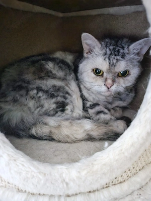 Hübsche Selkirk Rex Katze