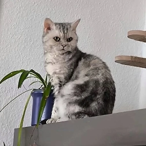 Hübsche Selkirk Rex Katze