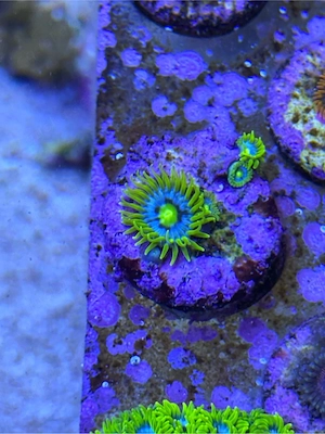 Zoanthus Blueberry Pie, Koralle, Meerwasser