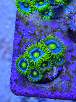 Zoanthus Blueberry Pie, Koralle, Meerwasser