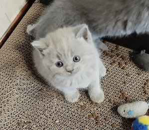 Bkh Kitten reinrassige verschiedene Farben 