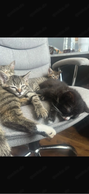    Zuckersüße Kitten (10 Wochen) suchen ein liebevolles Zuhause!   