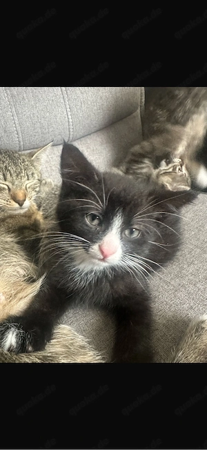    Zuckersüße Kitten (10 Wochen) suchen ein liebevolles Zuhause!   