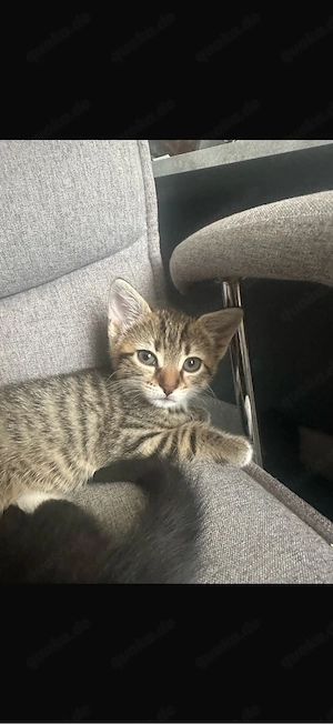 Zuckersüße Kitten (12 Wochen) suchen ein liebevolles Zuhause!   